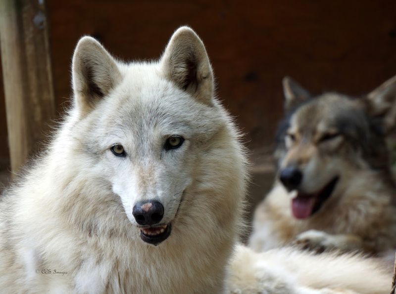 Dining Room Wolves