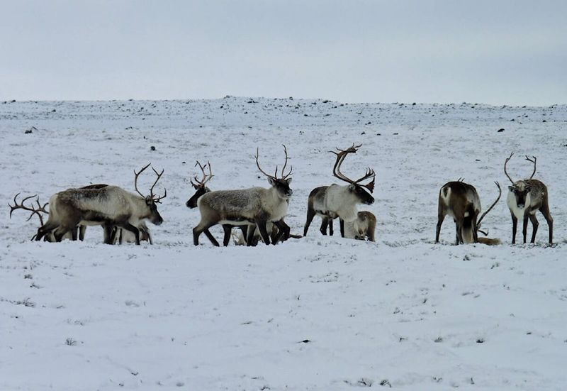 Bluenose-East Caribou Herd