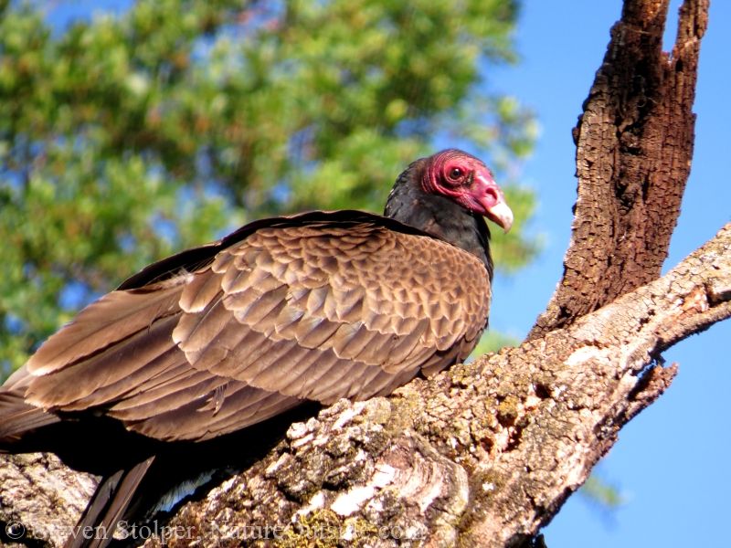 Vultures