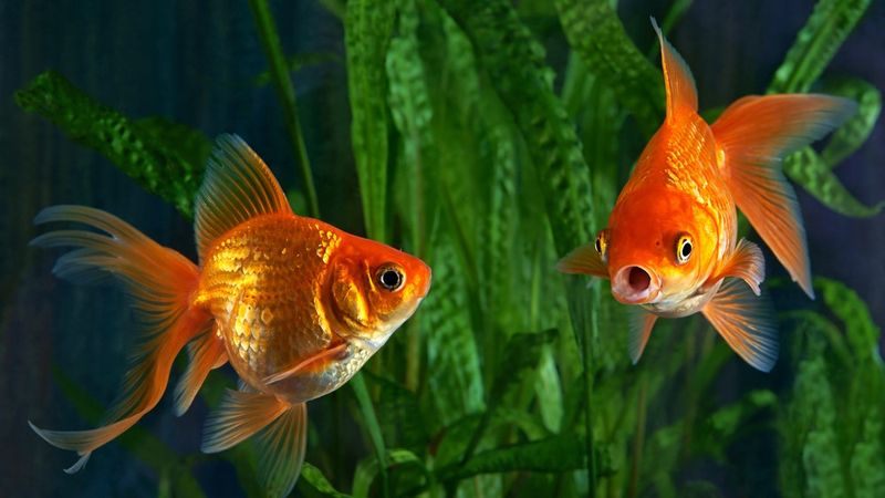 Goldfish Memory Spans Months, Not Seconds