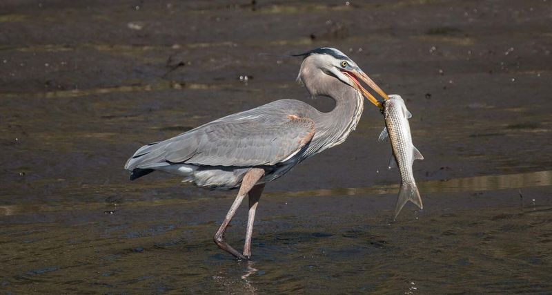 Herons Fish In Forgotten Canals