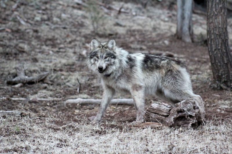 Wolves Rediscovering Ancient Territories