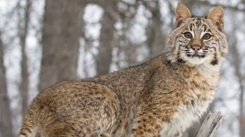 Bobcats In Collapsed Cellars