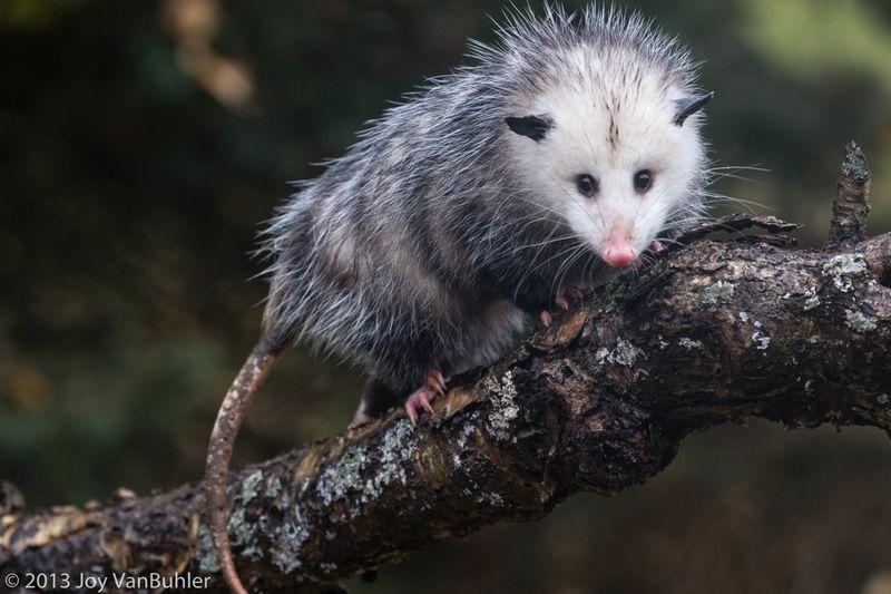 Opossums: Nature's Cleanup Crew