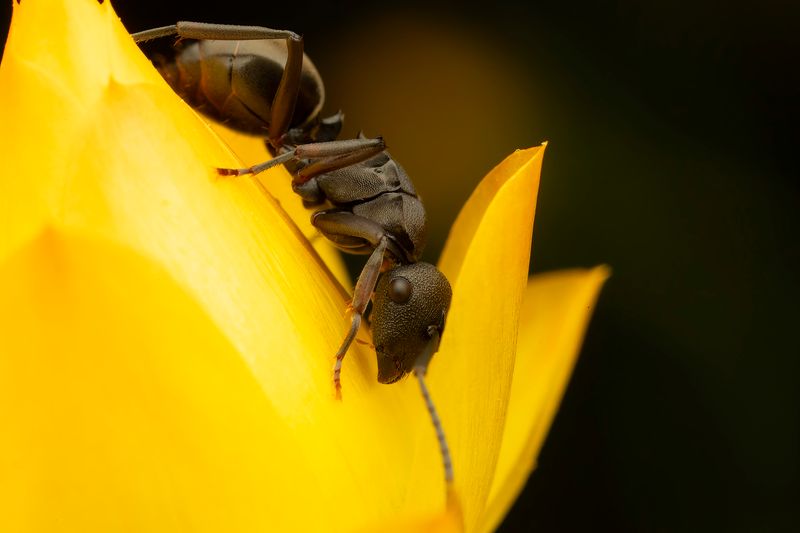 Ants With Perfect Timing