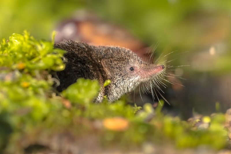 Shrews: Hyperactive Hunters With Voracious Appetites