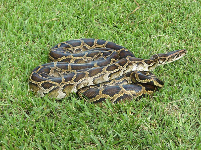 Burmese Pythons