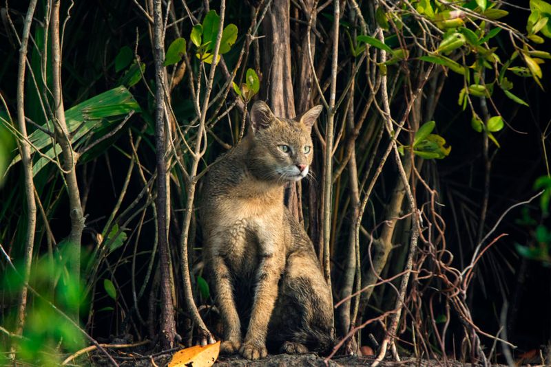 Mangrove Monarchs: Jungle Cats