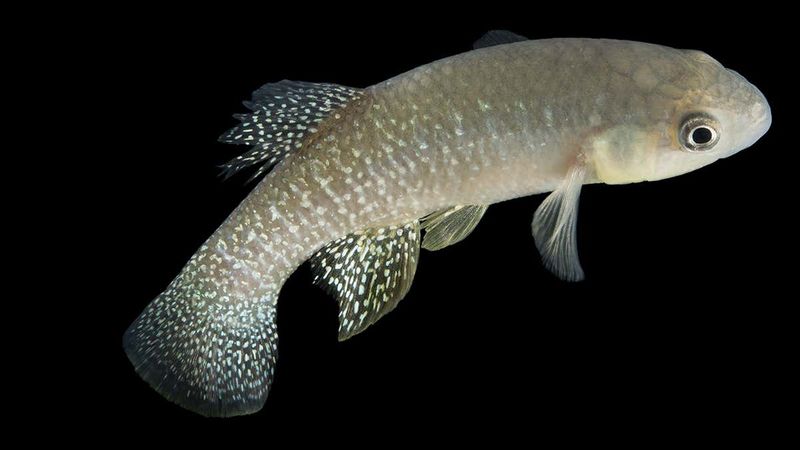 Mummichog Fish: Pollution-Resistant Swimmers