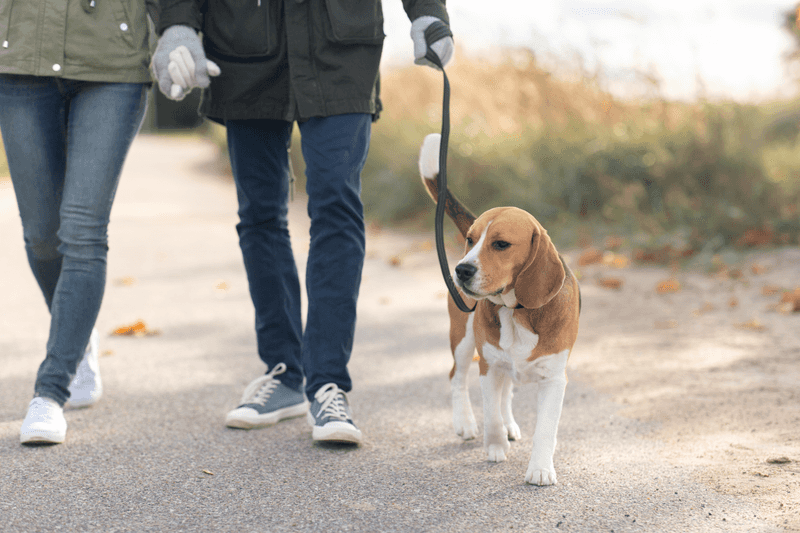 Master The Daily Walk