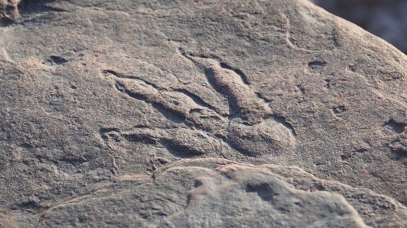 Prehistoric Playground At Nash Dinosaur Track Site, Massachusetts