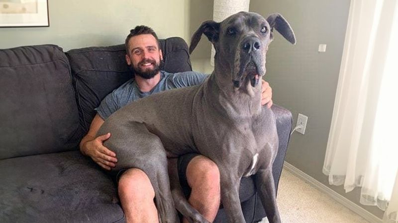 Great Dane