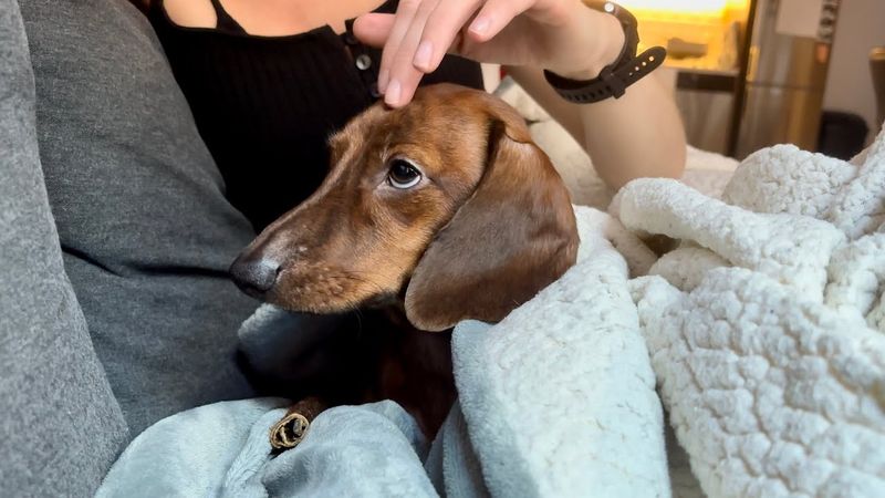 Dachshund