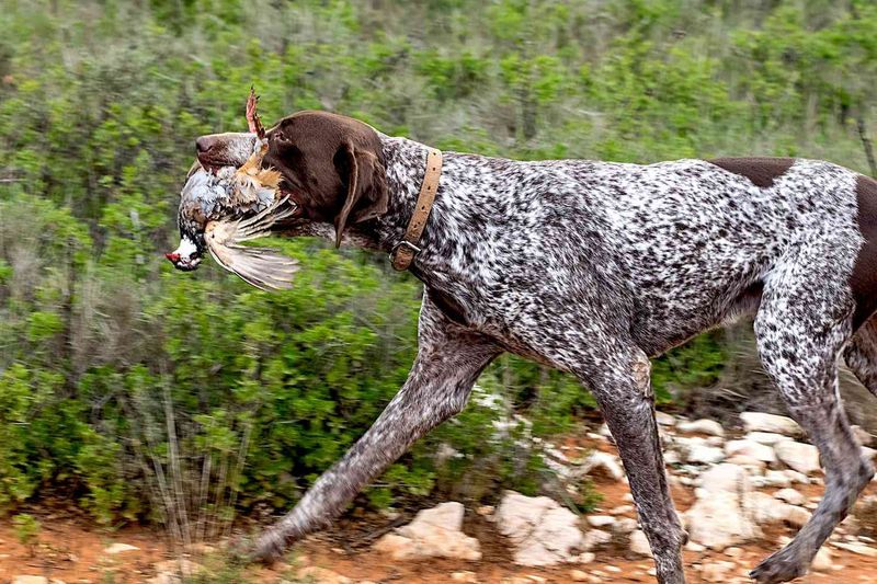 German Shorthaired Pointer