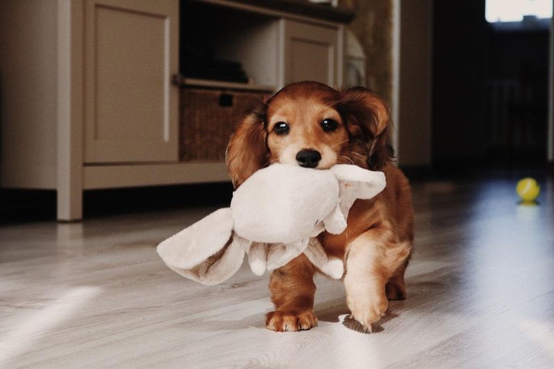Dachshund