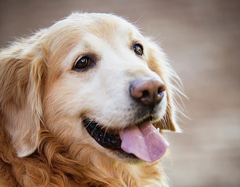 Golden Retrievers' Graceful Sunset Years