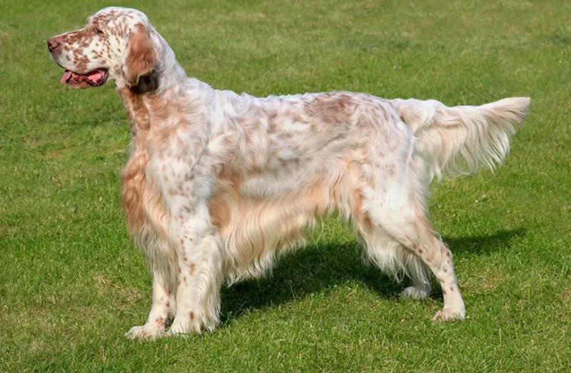 English Setter