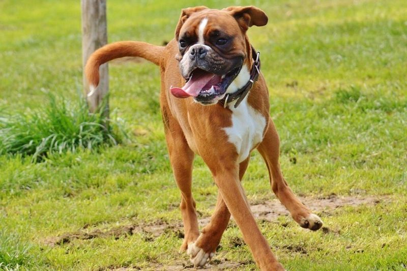 Boxers