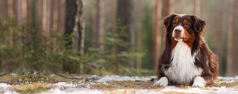 Australian Shepherds: Working Without Work