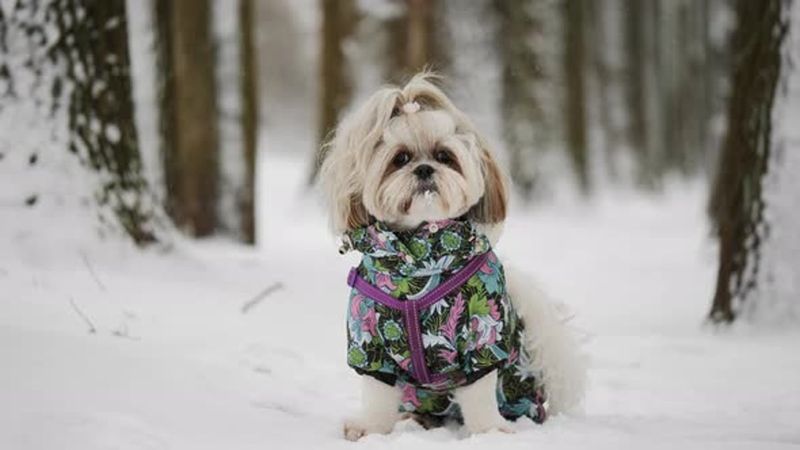 Shih Tzus: Royal Ancestry Requiring Royal Treatment