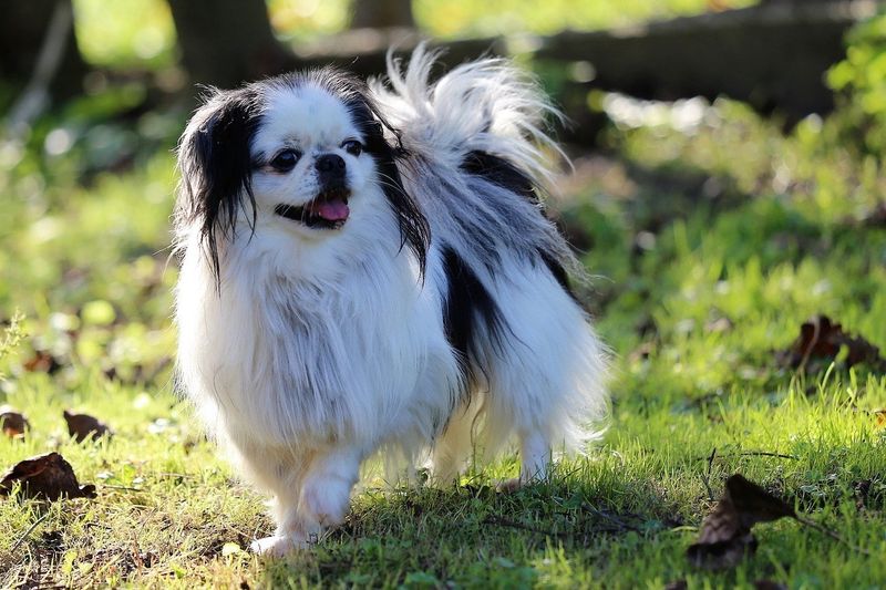 Japanese Chin: Exercise Incompatibility