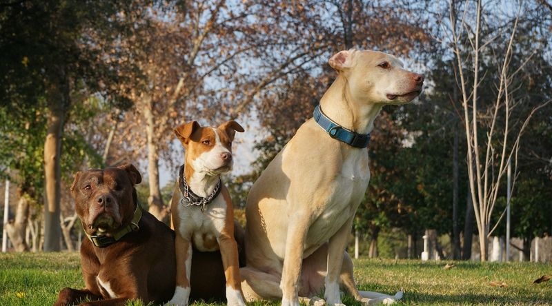 Pit Bull Mixes: Loyal Team Players