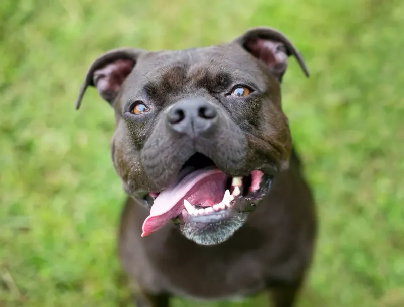 Cheerful Staffies (Staffordshire Bull Terriers)