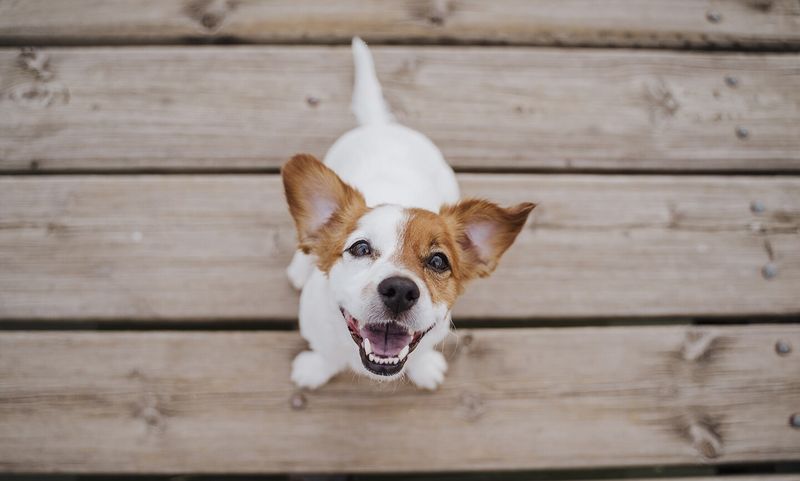 Joyous Jack Russell Terriers