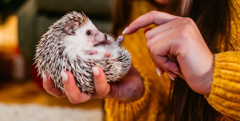 Hedgehogs – Prickly Exteriors, Sweet Temperaments