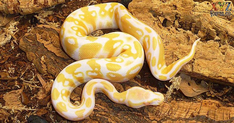 Ball Pythons