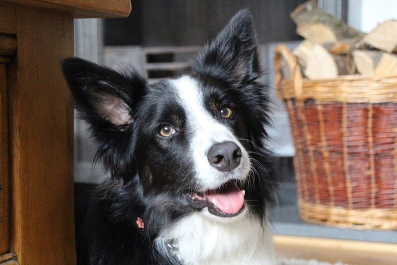 Medium-Sized Dogs: The Goldilocks Of Canine Companions