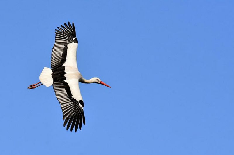 White Stork