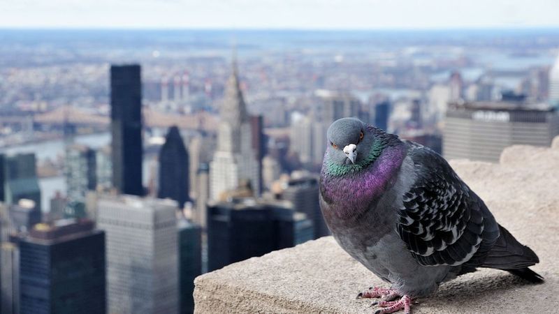Pigeons