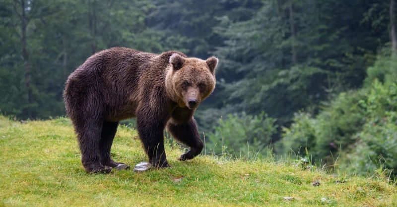 Which Type Of Bear Loves Honey The Most?
