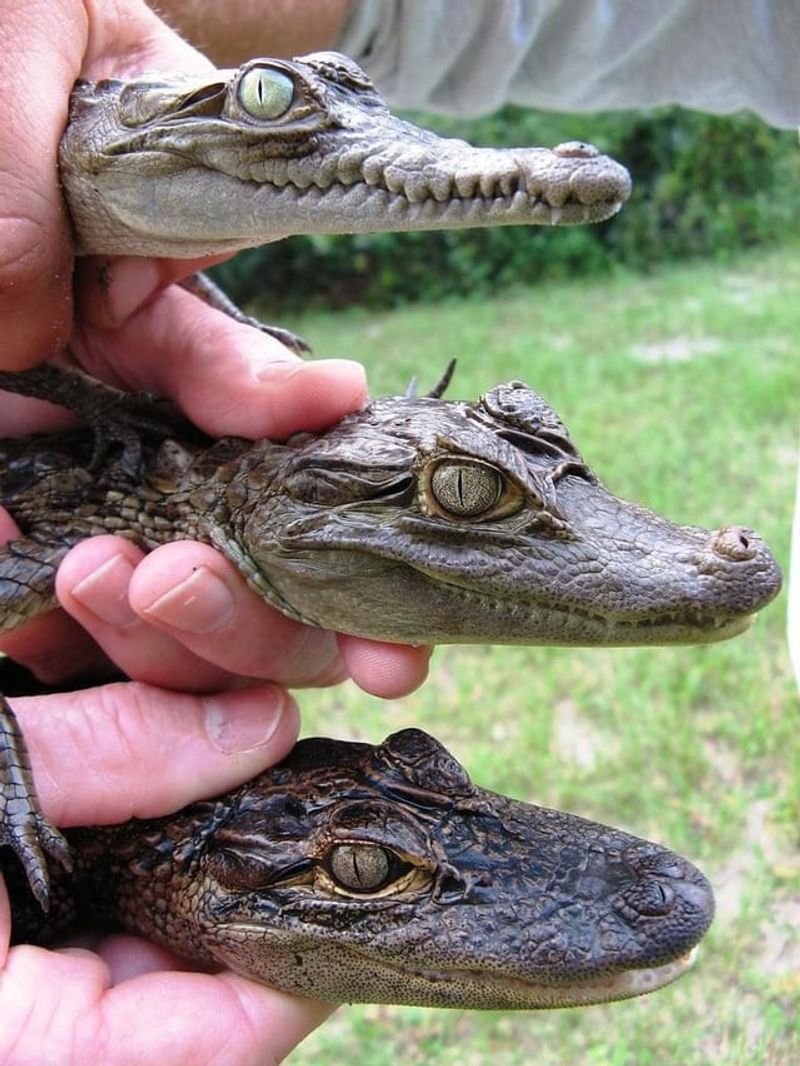 Alligators: Prehistoric Predators Unsuited For Bathtubs