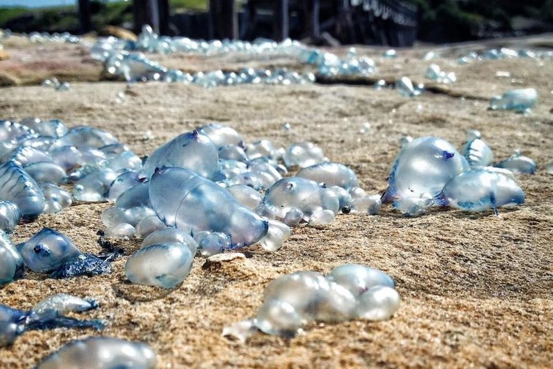 Beach Invaders After Storms