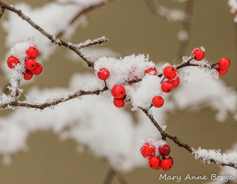 Winterberry Holly: Red Winter Beacons
