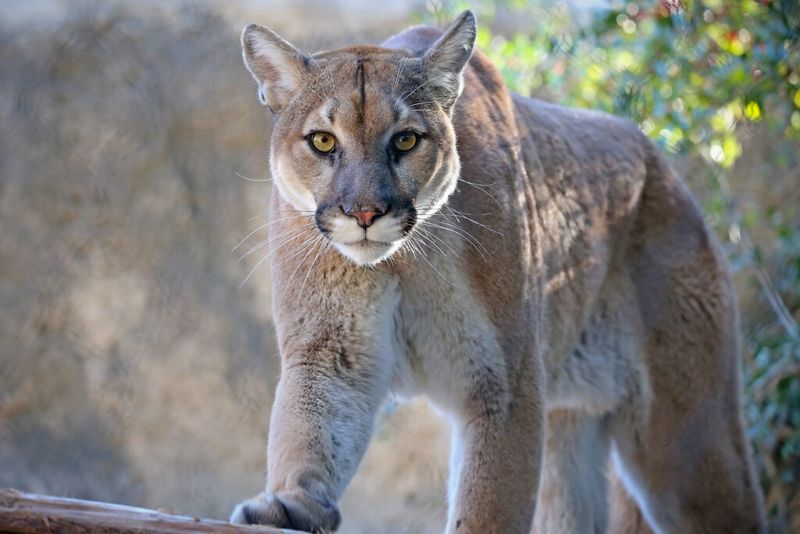 Mountain Lions – The Silent Stalkers