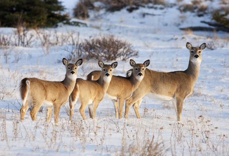 White-tailed Deer – Suburban Survivors