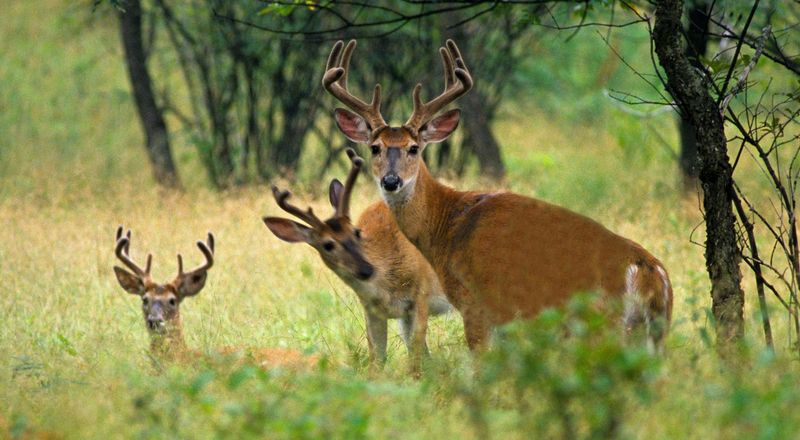 White-tailed Deer Balance Returns