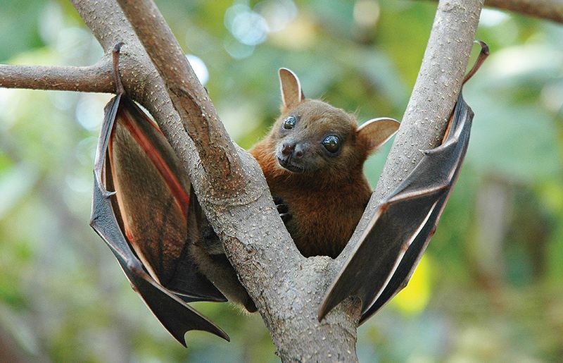 Bat Species - Nighttime Aerial Specialists