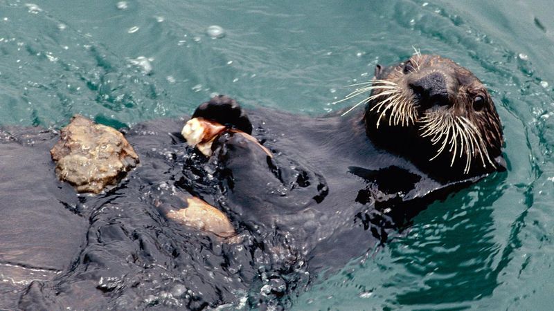 Otters: Playful Tool-Users With Stone Pouches