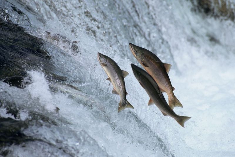 Salmon