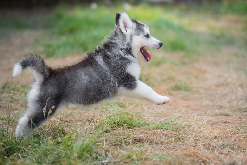 Eternal Puppyhood