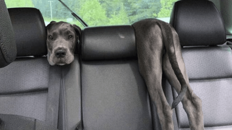 Great Dane