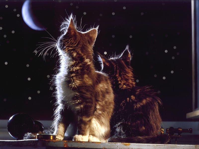 Moonlight Window Watching