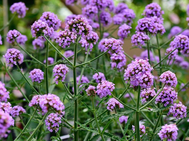 Verbena