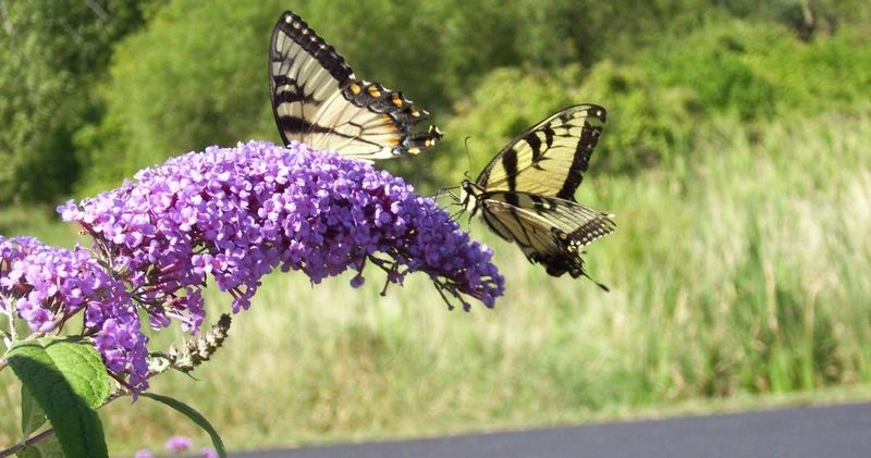 Butterfly Bush (Buddleia)