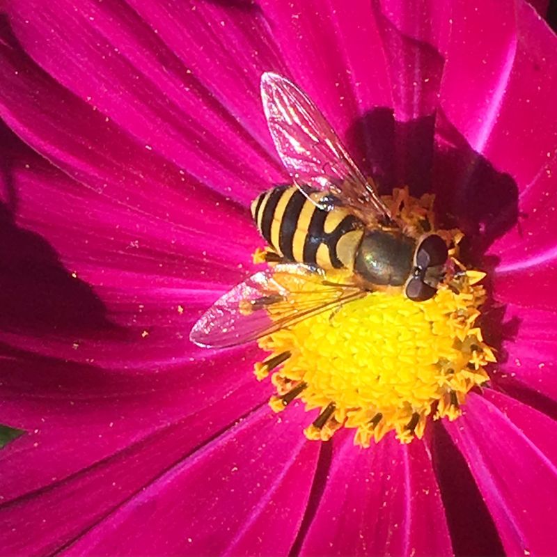 Cosmos: Delicate Powerhouses