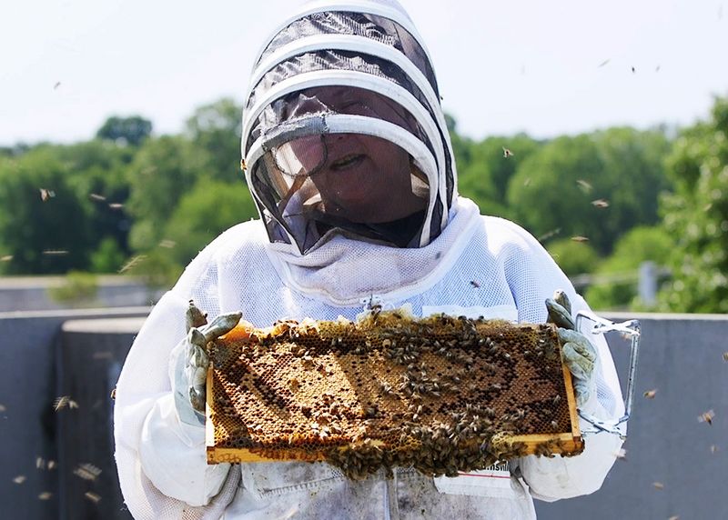 Businesses Sponsor Employee-Run Hives